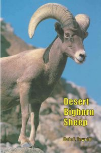 Desert Bighorn Sheep