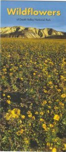 Wildflowers of Death Valley National Park
