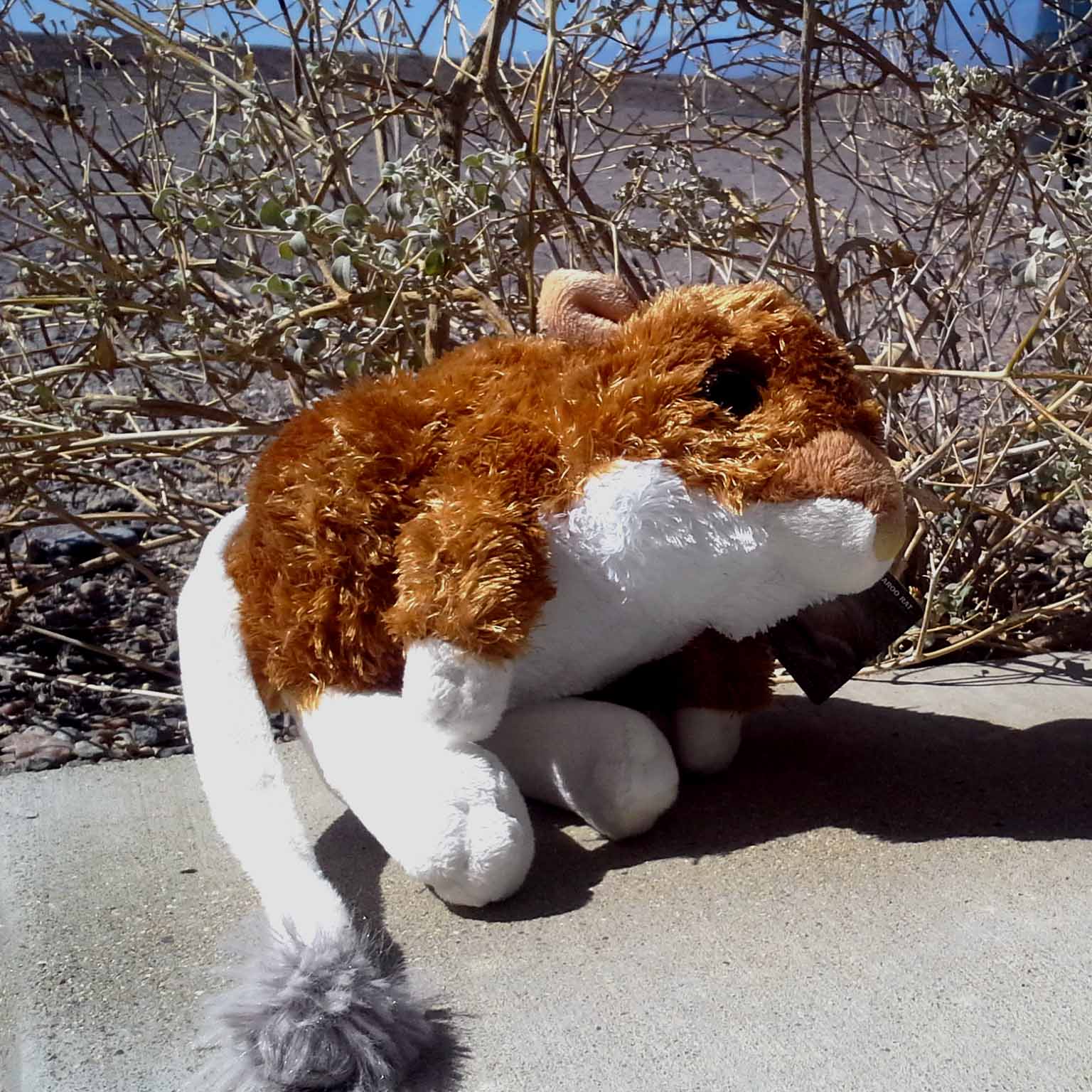 kangaroo rat stuffed animal