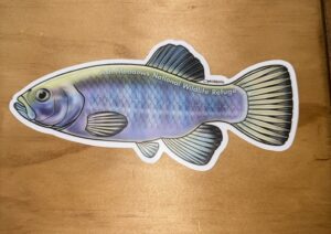 Amargosa Pupfish Sticker