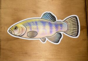 Salt Creek Pupfish Sticker