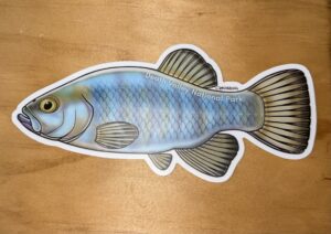Saratoga Springs Pupfish Sticker