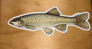 Speckled Dace Sticker
